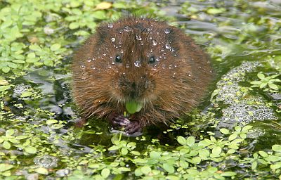 water vole